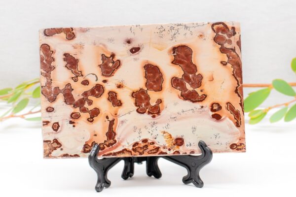 Picture Jasper - Image 2